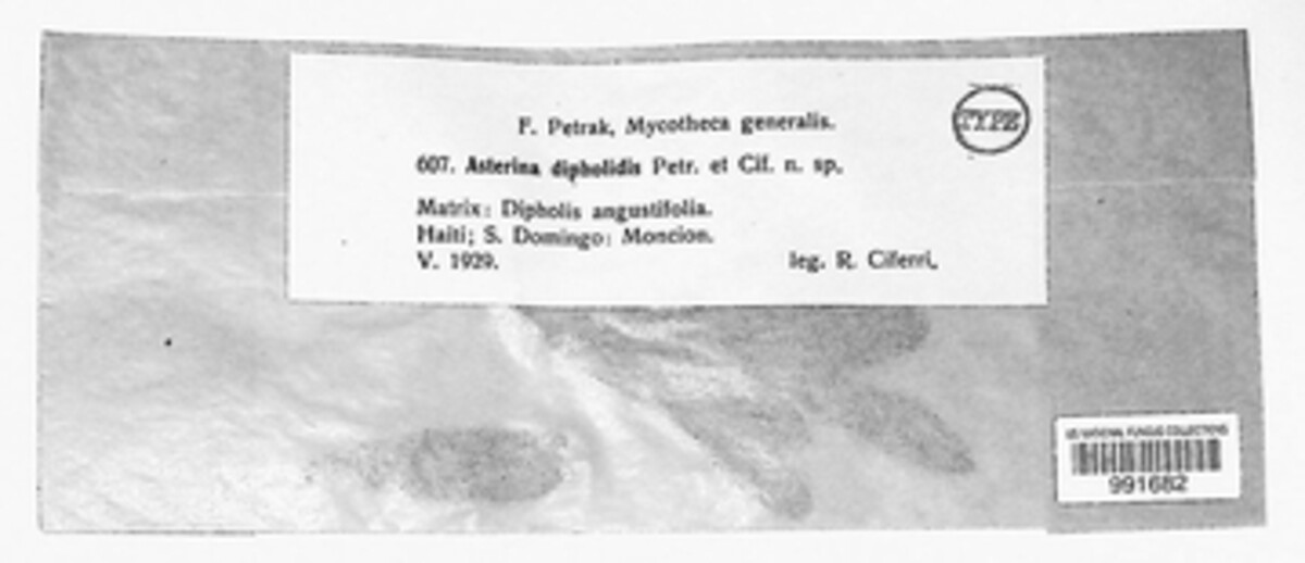 Asterina dipholidis image
